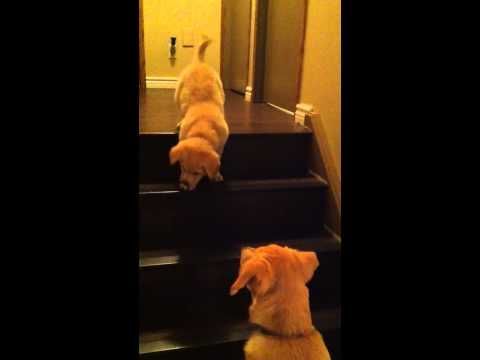 Dog  teaching Puppy to go down stairs!  SO cute!