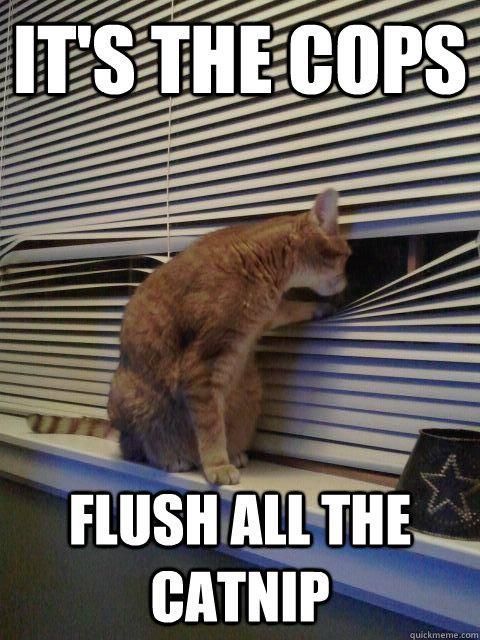 Flush all the catnip
