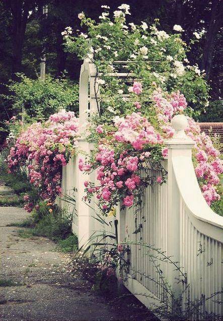 Pretty pink climbing roses on white fence
