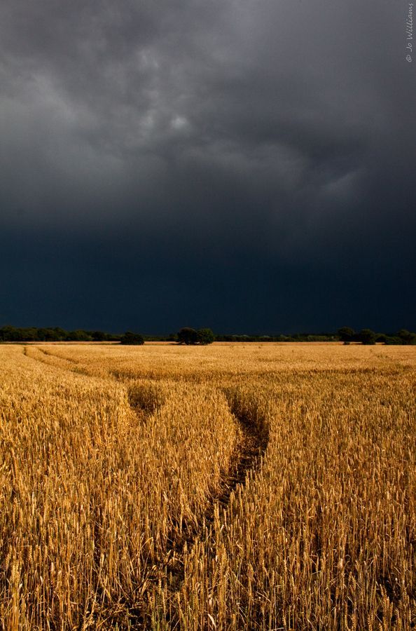 Thunder Storm in a Corn Field