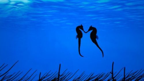 When seahorses find a mate, they wrap their tails around each other so the tide
