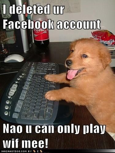 funny dog pictures – I deleted ur Facebook account  Nao u can only play wif mee!