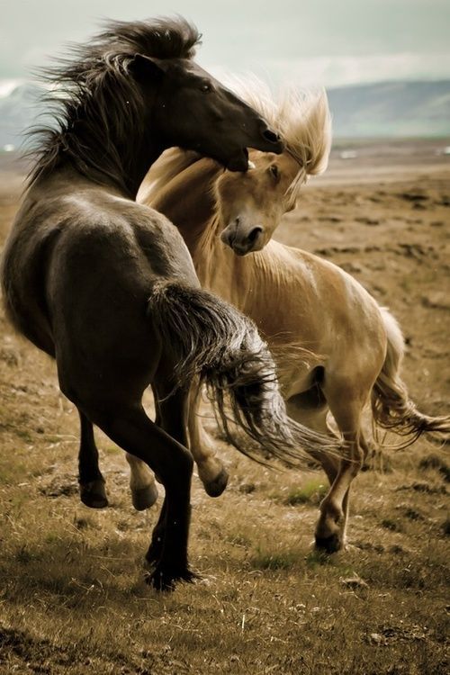 icelandic horses