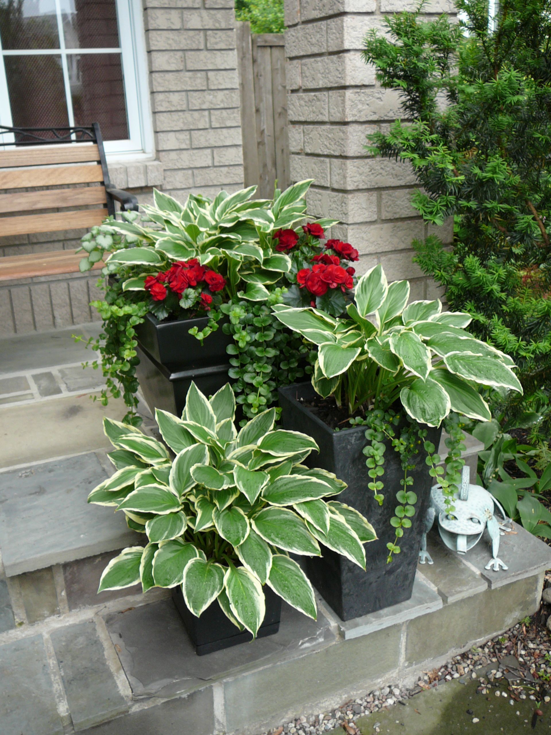 potted hosts; every spring they return…  Add geraniums and ivy.