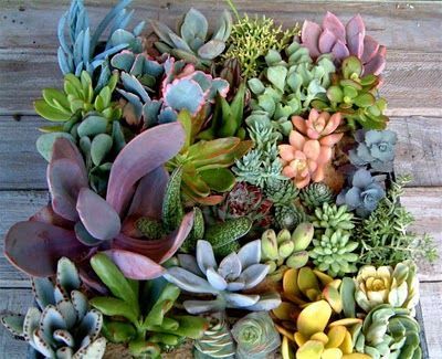 super colorful suculent arrangement!