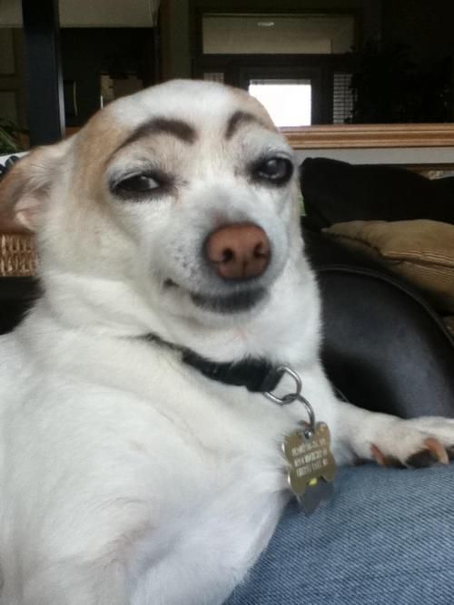 Bored? Draw eyebrows on your dog and laugh until his next bath.