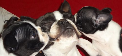 Boston Terrier Puppies Kissing their Father!