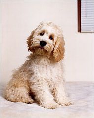 Cockapoo