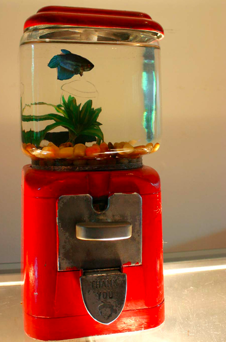 DIY Upcycled Fish Tank