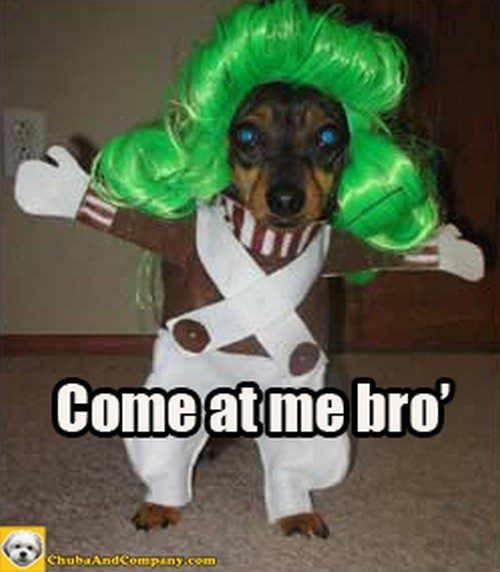 Funny Dog Pictures