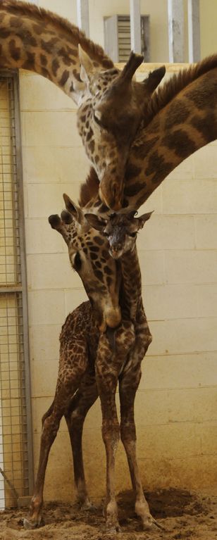 Giraffe family.