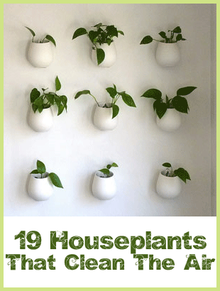 Plants that clean air  "This means these types of houseplants may just decr