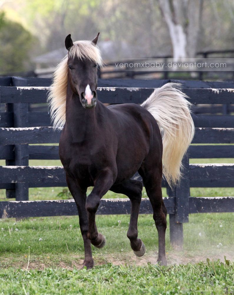 Silver Dapple Colt SO PRETTY