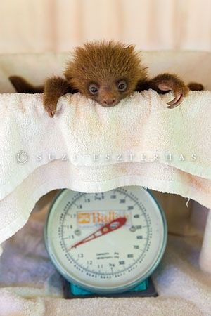 baby sloth rescue