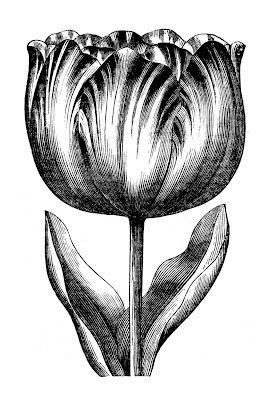 engraved tulip