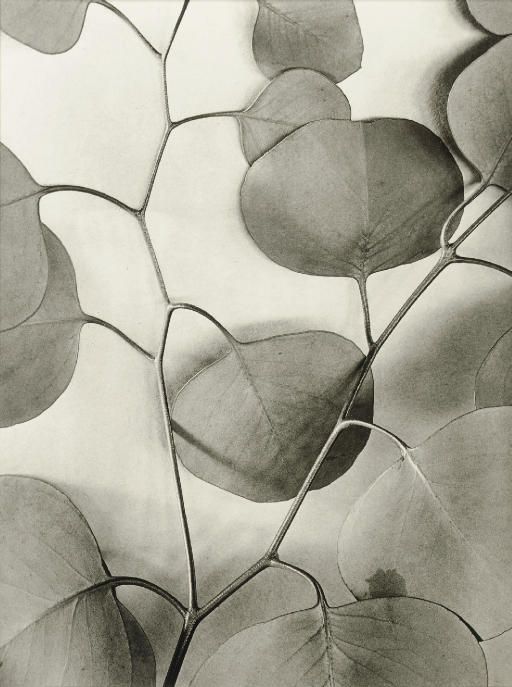 Alma Lavenson | Eucalyptus Leaves, 1933