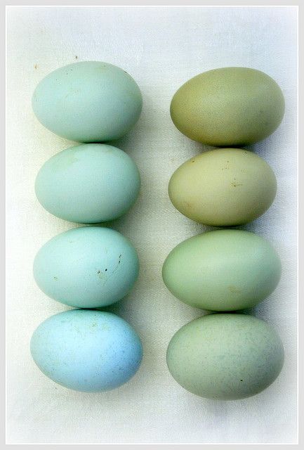 Araucana eggs. this is the reason I want them in my coop!