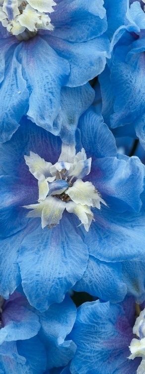 Blue delphinium Flowers Garden Love