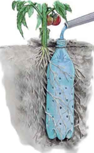Bottle Irrigation Tomato Plant #gardening #irrigation #petbottle #upcycle