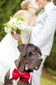 Couple and Dog Wedding Photo