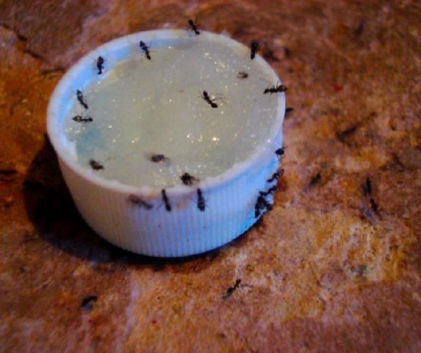 Get rid of Ants almost overnight. This might come in handy come Spring.