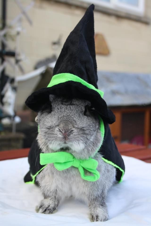 House Rabbit Halloween Photo Contest – 2012 | I Love My House Rabbit
