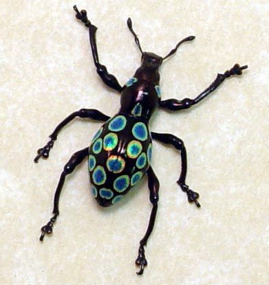 Pachyrrhynchus congestus real Polka dots beetle weevil from Philippines