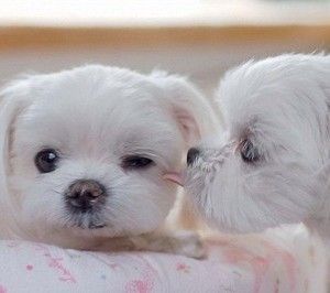 Puppies in love.