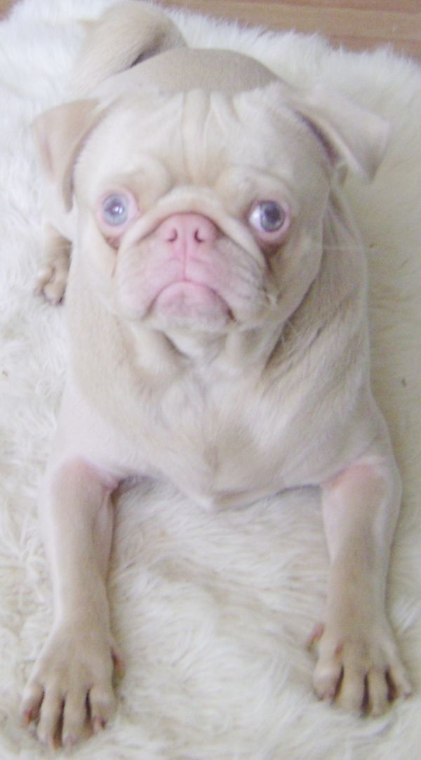 Rare Blue Eyed Pug! #pugs