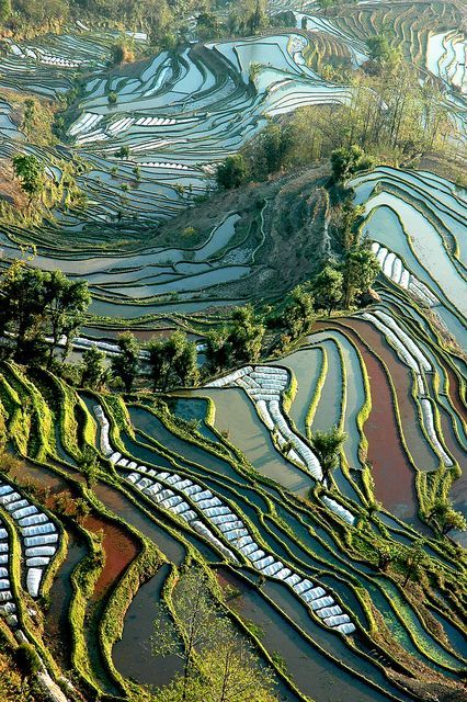 Rice Fields of Yunnan, China by Isabelle Chauvel