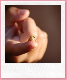So littowl! #cute #frog #tiny #animal Repinned from Josie Portz: Awww, so cute!