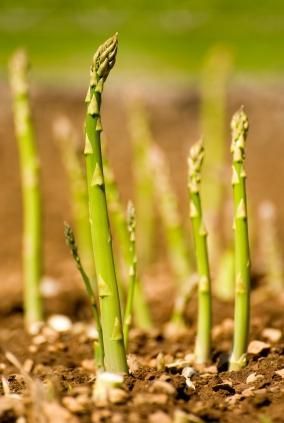 Step by step, year by year, how to grow asparagus