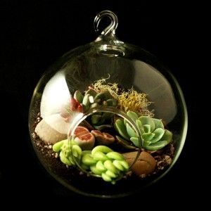 Tiny succulent terrarium garden. :)