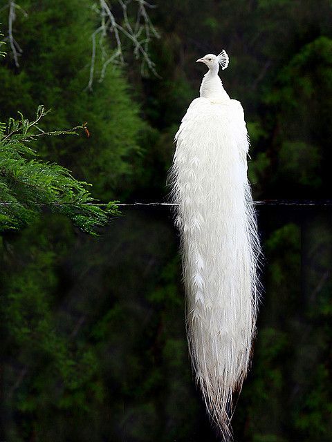 White Peacock