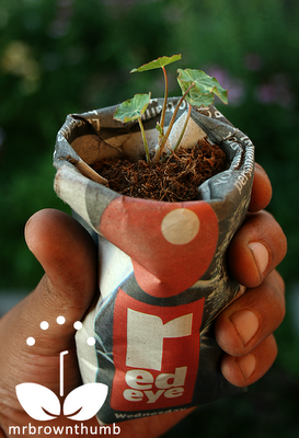 starter seed pots made from newspaper