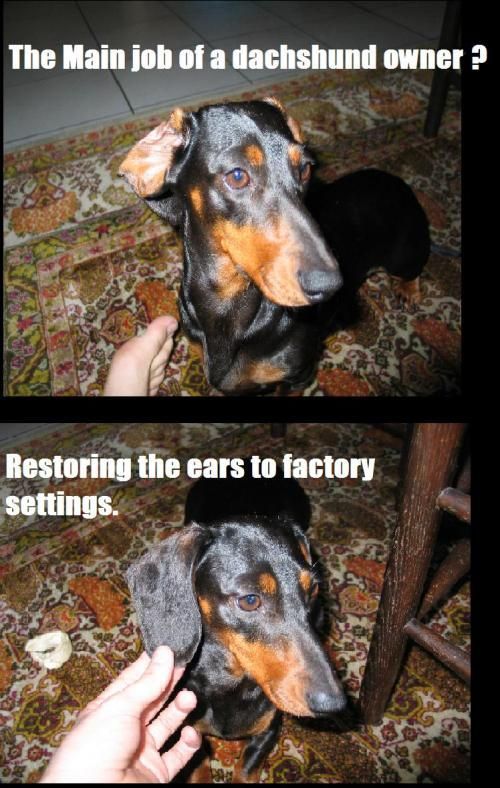 weiner dog ears