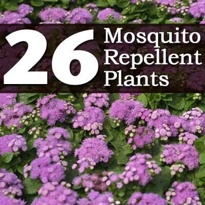 26 Mosquito Repellent Plants – @Jane Work – landscaping ideas for the backyard?!