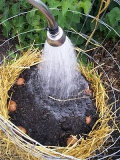 A growing Potato Barrel will yield a ton of potatoes