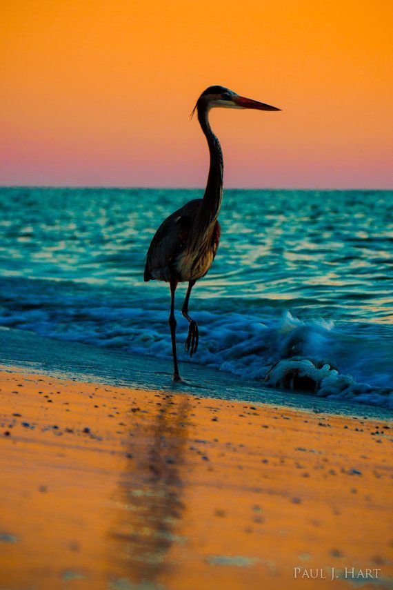 Great Blue Heron against Gulf of Mexico sunset  ♥ ♥ orange and turqu