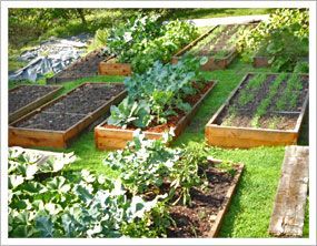 Great tips for raised garden beds