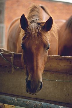 Just A Country Girl