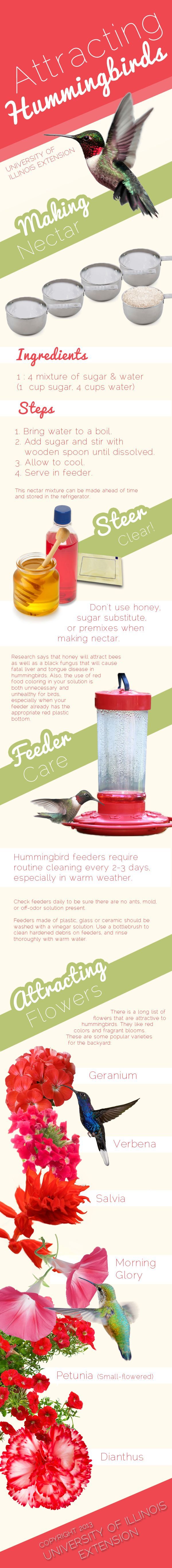 Learn some simple ways to attract hummingbirds to your garden.