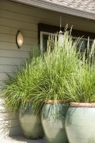 Lemon Grass provides privacy and keeps mosquitos away — yes please!!