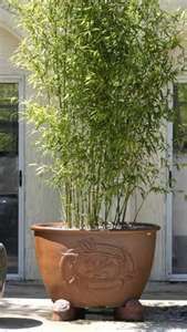 Planter with bamboo for privacy… cute idea for the side of the patio