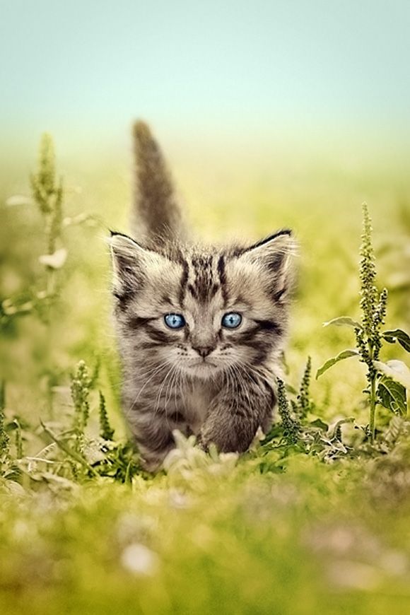 Pretty Blue Eyes   # Pinterest++ for iPad #