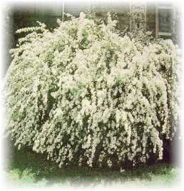 Spirea Reeves 5Hx6W Hedge and Screen Shrubs – this is also called wedding veil b