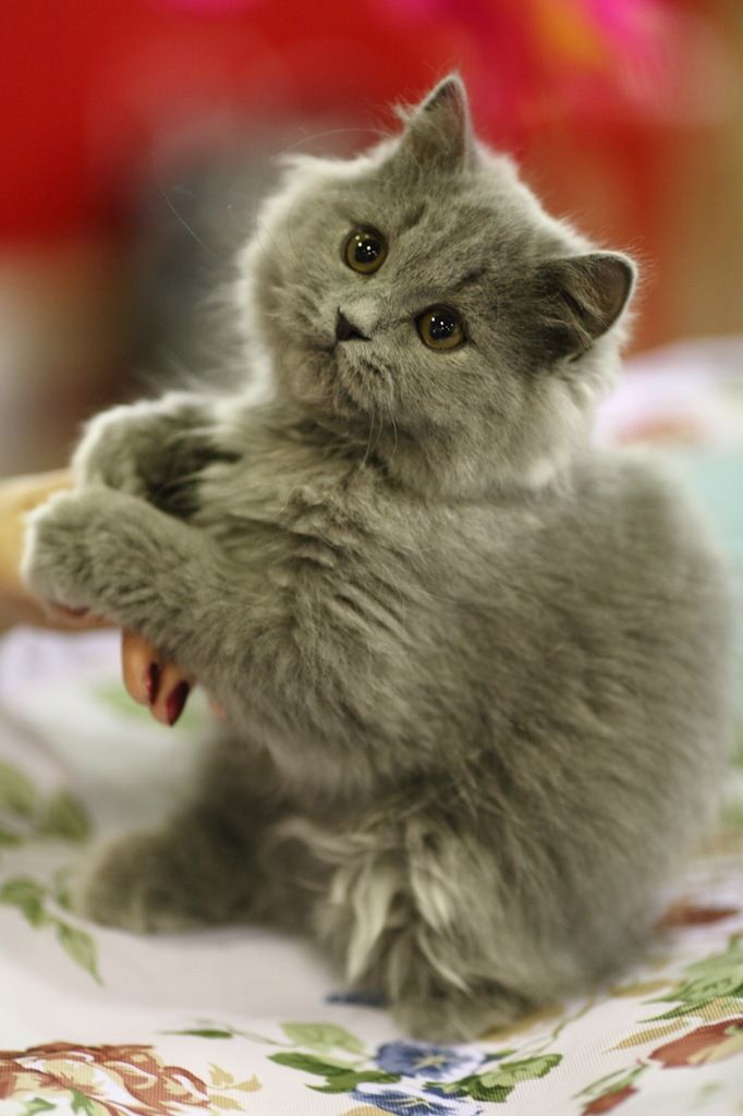 Sweet gray kitten.