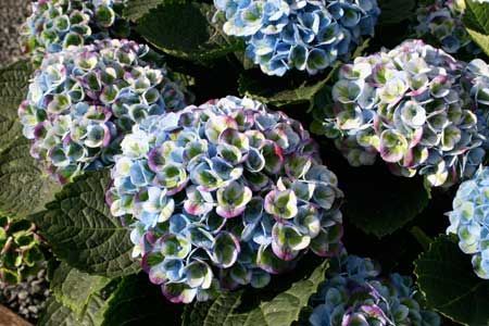 The first time I saw Everlasting Revolution hydrangea, I knew I was looking at s