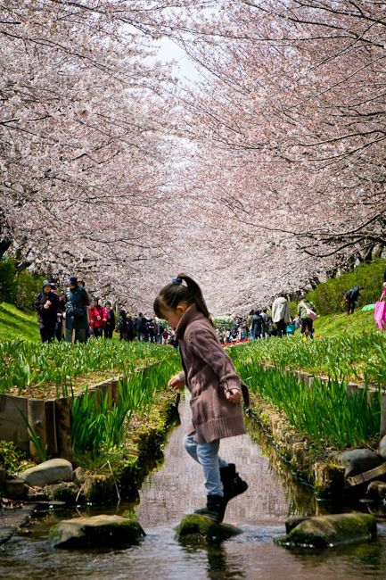 The little girl and the carpet of sakuras in Japan.