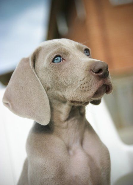 Weimaraner  | "The Grey Ghost"  again, I'm a fool who falls for th